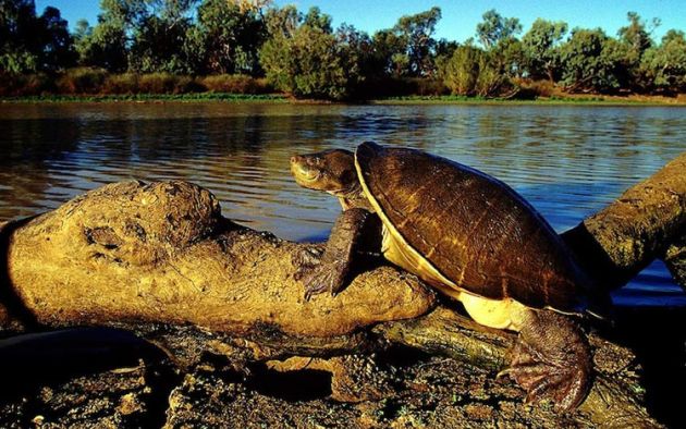 A Cooper Creek turtle sitting on a log next to the Warrego river