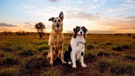 Two dogs sitting together in an outback Australian landscape