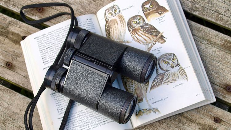 A book of birds open at a page about owls with a pair of binoculars lying on top
